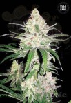 BULK SEED BANK - Special Lime Haze