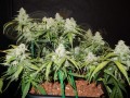 FASTBUDS - Green Crack Auto