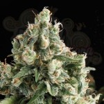 PYRAMID SEEDS - Lennon