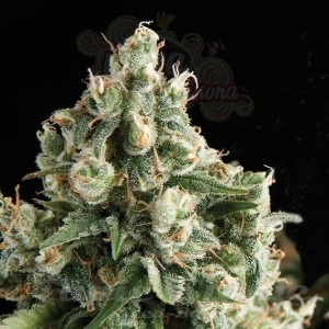 PYRAMID SEEDS - Lennon