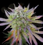 G13 LABS - Blueberry Gum