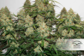 DUTCH PASSION - Auto Brooklyn Sunrise®