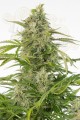 DINAFEM - Cheese Autoflowering CBD