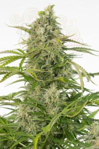 DINAFEM - Cheese Autoflowering CBD