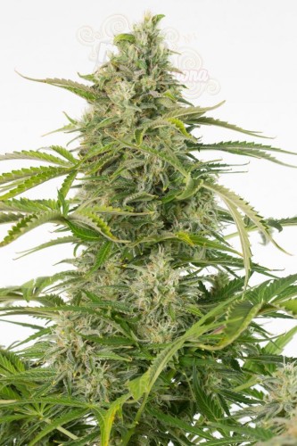 DINAFEM - Cheese Autoflowering CBD