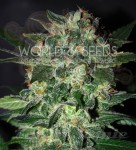 WORLD OF SEEDS - Domina Star