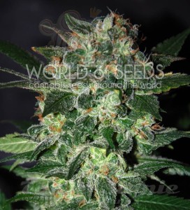 WORLD OF SEEDS - Domina Star