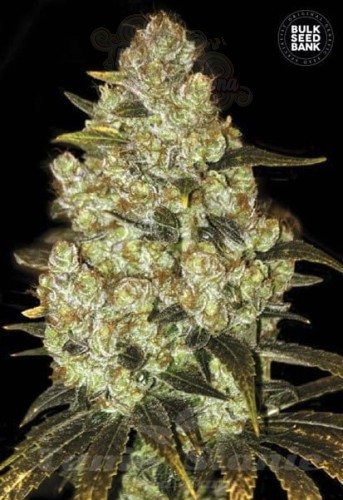 BULK SEED BANK - Psychedelic