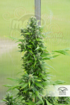 DUTCH PASSION - Auto Duck® 