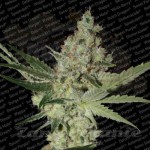 PARADISE SEEDS - Acid