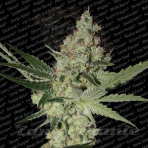 PARADISE SEEDS - Acid