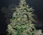 KALASHNIKOV SEEDS - AK Kush Express