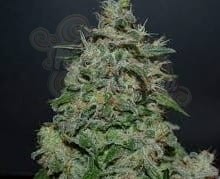 KALASHNIKOV SEEDS - AK Kush Express