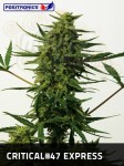 POSITRONICS - Critical 47 Express