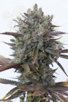 DINAFEM - Purple Orange CBD