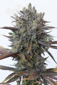 DINAFEM - Purple Orange CBD