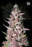 BULK SEED BANK - Purple Glam Kush