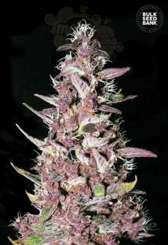 BULK SEED BANK - Purple Glam Kush