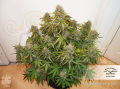 DUTCH PASSION - Auto Brooklyn Sunrise®
