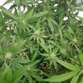 BARNEY'S FARM - Blue Gelato 41