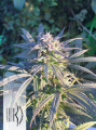 DUTCH PASSION - Durban Poison®