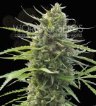 WORLD OF SEEDS - Kilimanjaro