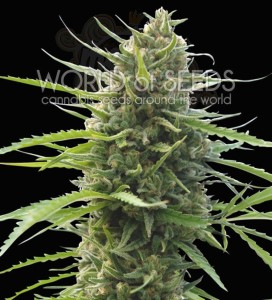 WORLD OF SEEDS - Kilimanjaro