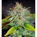 WORLD OF SEEDS - Skunk 47