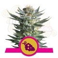 ROYAL QUEEN SEEDS - Fruit Spirit®