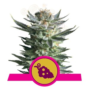 ROYAL QUEEN SEEDS - Fruit Spirit®