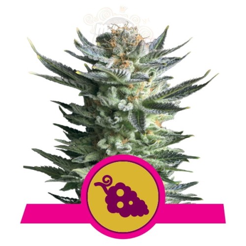 ROYAL QUEEN SEEDS - Fruit Spirit®