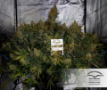 DUTCH PASSION - Auto Brooklyn Sunrise®
