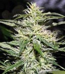 Biological Seeds - JACK HERER