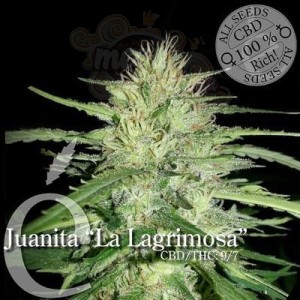 ELITE SEEDS - Juanita"La Lagrimosa"