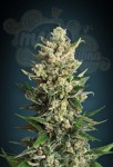ADVANCED SEEDS - Ice Kush