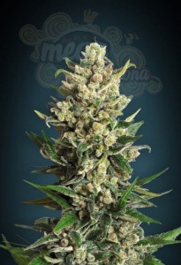 ADVANCED SEEDS - Ice Kush