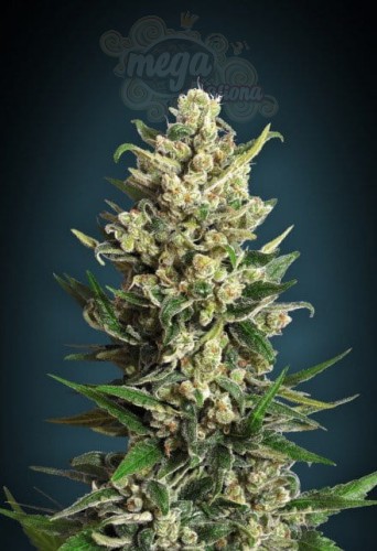 ADVANCED SEEDS - Ice Kush