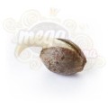 ROYAL QUEEN SEEDS - Power Flower®