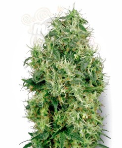 WHITE LABEL - White Gold