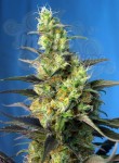 SWEET SEEDS - Ice Cool CBD