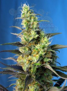 SWEET SEEDS - Ice Cool CBD