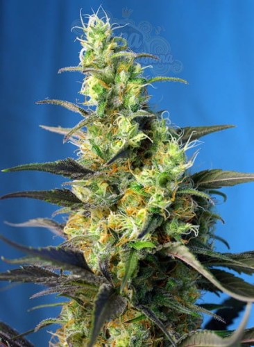 SWEET SEEDS - Ice Cool CBD