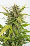 DINAFEM - Haze Autoflowering CBD