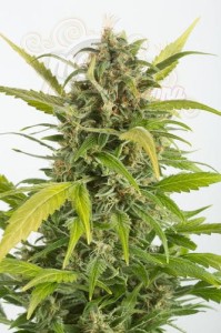 DINAFEM - Haze Autoflowering CBD