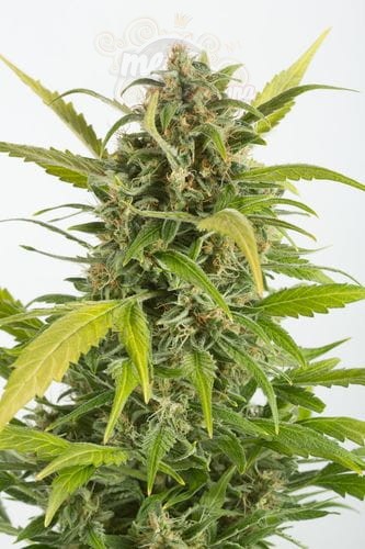 DINAFEM - Haze Autoflowering CBD