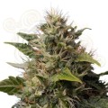 ROYAL QUEEN SEEDS - Royal Moby®