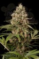 DINAFEM - Shark Shock CBD