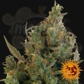 BARNEY’S FARM - Blue Cheese