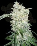 WORLD OF SEEDS - Afghan Kush Special