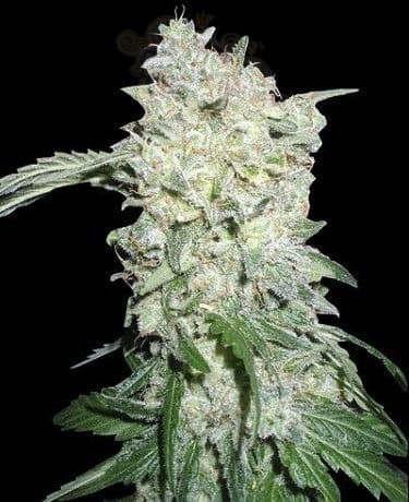 WORLD OF SEEDS - Afghan Kush Special